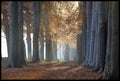 Autumn forest with fallen leaves Royalty Free Stock Photo