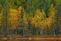 Autumn forest in Finland. Green and yellow trees in the wood, north of Europe.. Fall landscape with pine and birch trees.