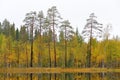 Autumn forest in Finland. Green and yellow trees in the wood, north of Europe.. Fall landscape with pine and birch trees.