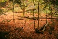 Autumn on the Forest Floor