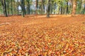 Autumn forest floor