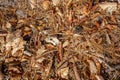 Autumn forest floor with beech and oak leaves, pine needles and pine cones Royalty Free Stock Photo