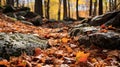 An autumn forest floor covered in fallen leaves with rocks and trees bathed in soft sunlight Royalty Free Stock Photo