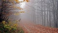 Autumn, forest, fog, amazing. Royalty Free Stock Photo