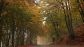 Autumn forest in the fog. Beautiful golden autumn season in the mountains