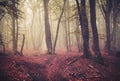 Autumn forest in fog. Beautiful natural landscape. Vintage style Royalty Free Stock Photo