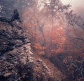 Autumn forest in fog. Beautiful natural landscape. Vintage style Royalty Free Stock Photo