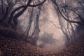 Autumn forest in fog. Beautiful natural landscape. Vintage style Royalty Free Stock Photo