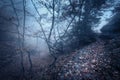 Autumn forest in fog. Beautiful natural landscape. Vintage style Royalty Free Stock Photo