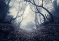 Autumn forest in fog. Beautiful natural landscape. Vintage style Royalty Free Stock Photo