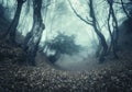 Autumn forest in fog. Beautiful natural landscape. Vintage style Royalty Free Stock Photo