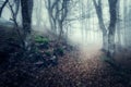 Autumn forest in fog. Beautiful natural landscape. Vintage style Royalty Free Stock Photo