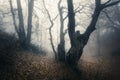 Autumn forest in fog. Beautiful natural landscape. Vintage style Royalty Free Stock Photo