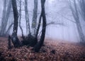 Autumn forest in fog. Beautiful natural landscape. Vintage style Royalty Free Stock Photo