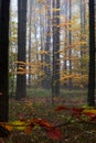 Autumn forest in fog, colorful leaves, red, yellow, green