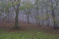 Autumn in the forest with fog,Monte Cucco NP, Umbria, Italy Royalty Free Stock Photo