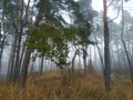 Autumn forest in fog.