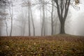 Autumn forest and fog Royalty Free Stock Photo