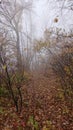 Autumn, forest, fog, walk, foliage