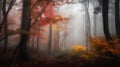 Autumn forest in a foggy misty morning, HDR image