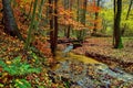 Autumn Forest with Foliage and Creek Royalty Free Stock Photo