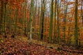 Autumn Forest with Foliage Royalty Free Stock Photo