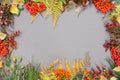 Autumn forest frame Royalty Free Stock Photo