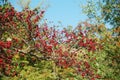 Autumn forest fruits Royalty Free Stock Photo