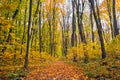 Autumn forest full of yellow leaves in the rays of the November sun Royalty Free Stock Photo