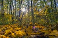 Autumn forest full of yellow leaves in the rays of the November sun Royalty Free Stock Photo