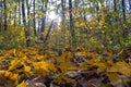 Autumn forest full of yellow leaves in the rays of the November sun Royalty Free Stock Photo