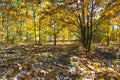 Autumn forest Royalty Free Stock Photo