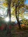 Autumn in a forest glade Royalty Free Stock Photo