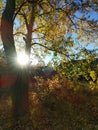 Autumn in a forest glade Royalty Free Stock Photo