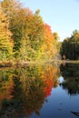 Autumn in a forest. Royalty Free Stock Photo