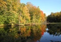 Autumn in a forest. Royalty Free Stock Photo