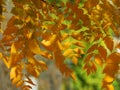 Autumn in the forest. Golden yellow orange tree leaves on blurred background. Autumn, fall season, nature, hot sunny warm weather. Royalty Free Stock Photo