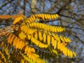 Autumn in the forest. Golden yellow tree leaves on blurred background. Autumn, fall season, nature, hot sunny warm weather. Royalty Free Stock Photo