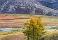 Colorful grassland in XinJiang Royalty Free Stock Photo