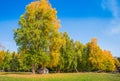 Golden forest in XinJiang