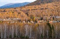 Golden forest in XinJiang Royalty Free Stock Photo