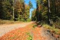Autumn in forest. Gravel road. Poland Royalty Free Stock Photo