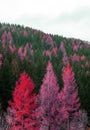 Autumn forest with green spruces and red larch Royalty Free Stock Photo