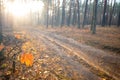 Forest with ground road in a rays of sun Royalty Free Stock Photo