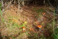 Autumn forest and growing Red Amanita muscaria fungi mushroom at sunny light day., selective focus Royalty Free Stock Photo