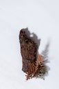 Autumn forest harvest composition - yellow dry leaf fern, moss, piece of brown pine bark on white wood board, top view, vertical. Royalty Free Stock Photo