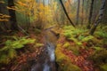 autumn forest hike with vibrant foliage and a trickling stream Royalty Free Stock Photo