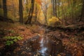 autumn forest hike with vibrant foliage and a trickling stream