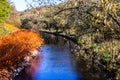 Autumn forest is intersected by a blue river