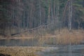 Autumn forest by the lake. Royalty Free Stock Photo